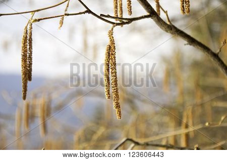 Birch catkins on a branch closeup spring. Birch bud (Alnus Alder Bétula Betulaceae) on a nature background