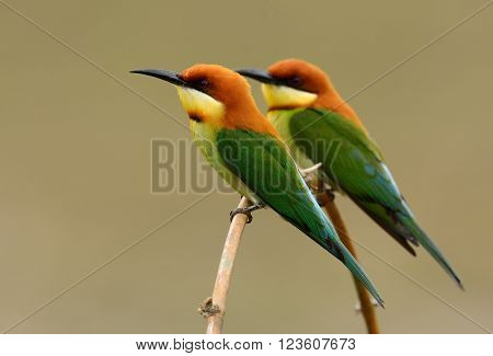 beautiful chestnut headed bee eater (Merops leschenaulti) possing