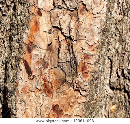 Barck In The Abstract Close Up Of A Tree Color And Texture