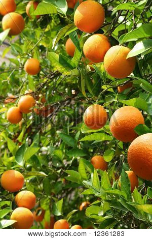 Orangenbäume mit reifen Birnen