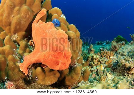 Giant Frogfish