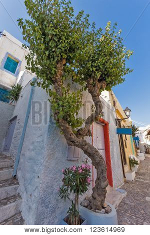 Flowers and white houses in old town of Ermopoli, Syros, Cyclades Islands, Greece