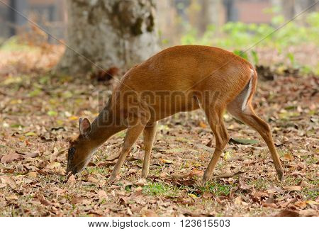 beautiful female red muntjack (Muntiacus muntjack) in Thai forest