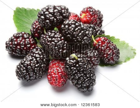 Gruppe von Maulbeeren mit einem Blättern. Isoliert auf weißem Hintergrund.