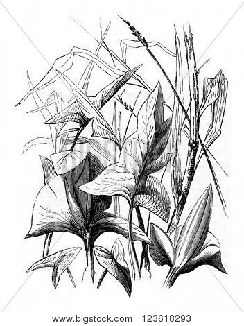 Spearhead, vintage engraved illustration. Magasin Pittoresque 1873.