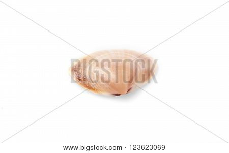 Cerastoderma sea shell isolated on white background.