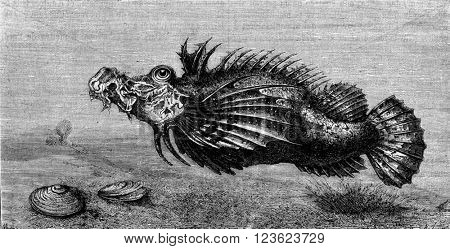 The filamentous Pelor Japan, vintage engraved illustration. Magasin Pittoresque 1873.