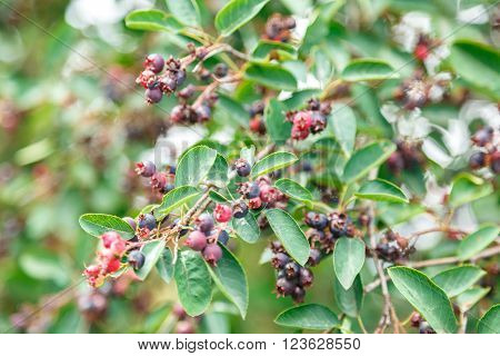Green twig of irga with ripe berries