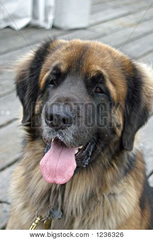 Leonberger 2