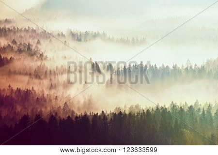 Autumn Sunrise Forest In A Beautiful Mountain Within Inversion. Treetops  Increased From Foggy Backg
