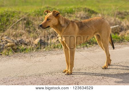Outdoor portrait of graceful stray female dog looking out for enemies
