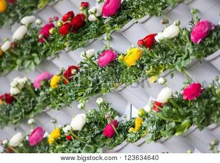 Ranunculus Blooming Flower Wall Exhibition In Keukenhof Gardens