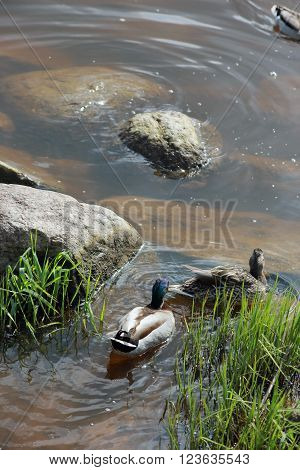 drake and duck swimming on the water near green grass (vegetation) and grey stones on the river bank of Volga at june