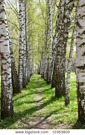Birkenbaum Gasse im sonnigen Frühlingspark
