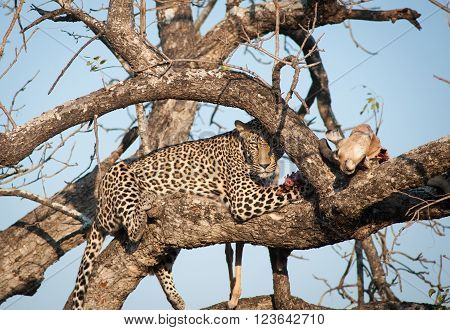 Leopard Feeding On Impala
