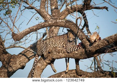 Leopard Feeding On Impala