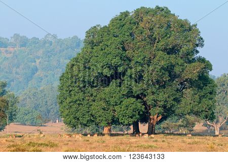 Massive fig tree with spotted deers (Axis axis), Kanha National Park, India