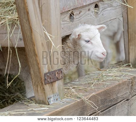 Beautiful newborn white lamb looking out from a sheepfolds