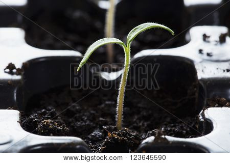 the cotyledons leaves on a young plants