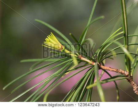 coniferous tree branch close up (Sciadopitys verticillata)
** Note: Soft Focus at 100%, best at smaller sizes