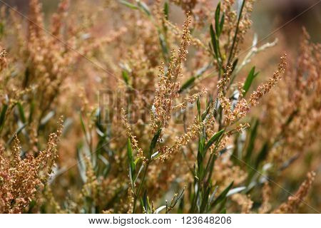 Flowers of Rumex abyssinicus a medical plant from Ethiopia.