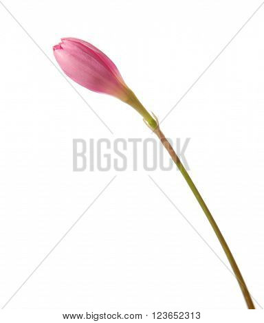  bud of pink lily isolated on a white background. Zephyranthes rosea
