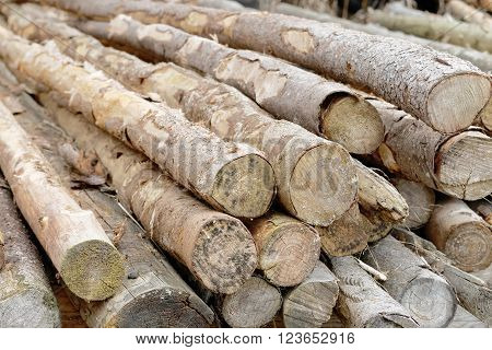 Stack of timber from birch tree on the ground