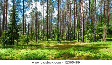 Słoneczna łąka, las lato