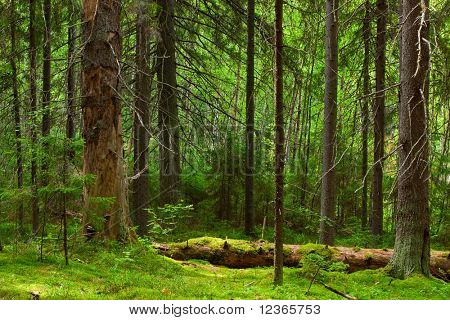 Las profundidades de un bosque de pinos