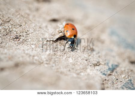 Seven-spot ladybird on sand, bokeh effect background