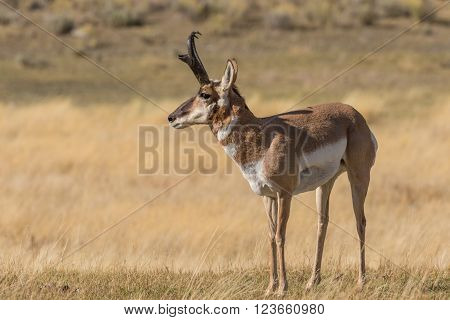 a nice pronghorn antelope buck on the prairie