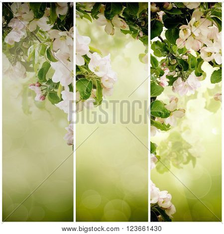 Fresh spring branches of apple tree with flowers, natural floral seasonal easter background. Suitable for greeting cards and invintation.