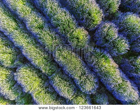 Aerial view of lavender field . Wide angle. sunset shot.