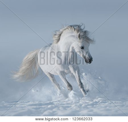 White horse on snowfield