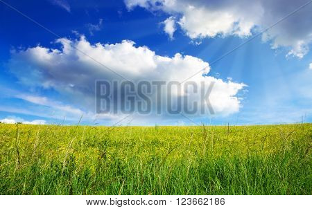 Summer cloudy landscape with  field . Colorful landscape with  meadof and blue sky.