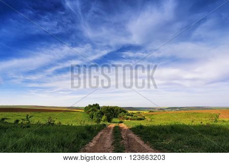 Spring colza fields. Blooming yellow flowers. Ukraine