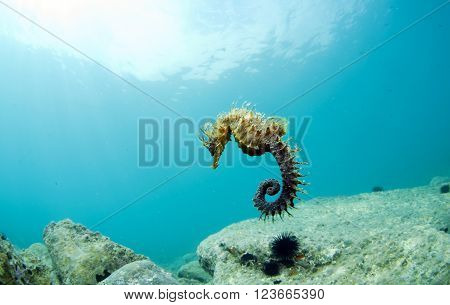 The den where he hides and lives the seahorse