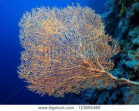Gorgonian