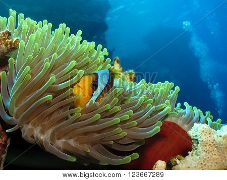 Twoband Anemonefish