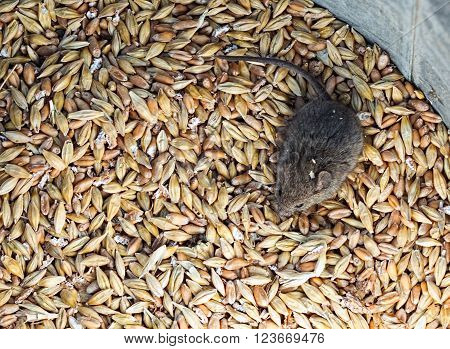 Little house mouse sitting in a pile of grain. Selective focus close-up top view image