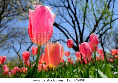 Pink Tulip Selective focus on foreground with flowers sky and trees in background Stand up Stand out Stand Tall