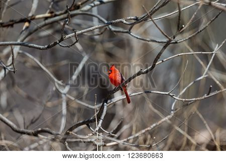 The northern cardinal is a North American bird in the genus Cardinalis; it is also known colloquially as the redbird or common cardinal. During courtship, the male feeds seed to the female beak-to-beak