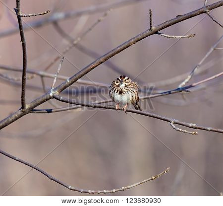 The song sparrow is a medium-sized American sparrow. Among the native sparrows in North America, it is easily one of the most abundant, variable and adaptable species.
