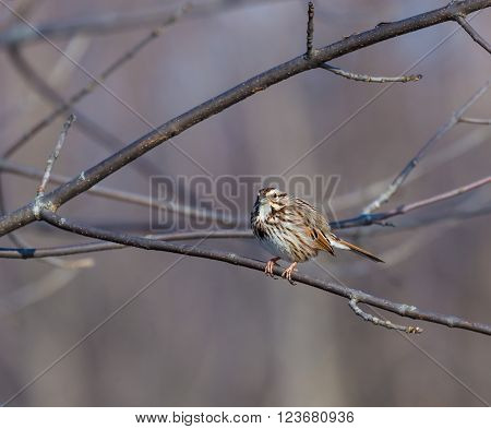 The song sparrow is a medium-sized American sparrow. Among the native sparrows in North America, it is easily one of the most abundant, variable and adaptable species.