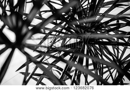 A black and white shot of nature abstract.