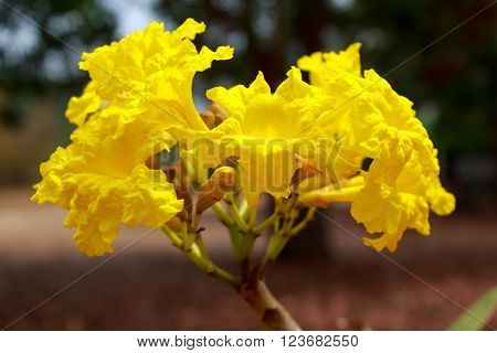 Tabebuia chrysotricha yellow flowers blossom in thailand
** Note: Shallow depth of field