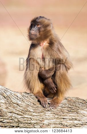 a little ape sits on a tree stem