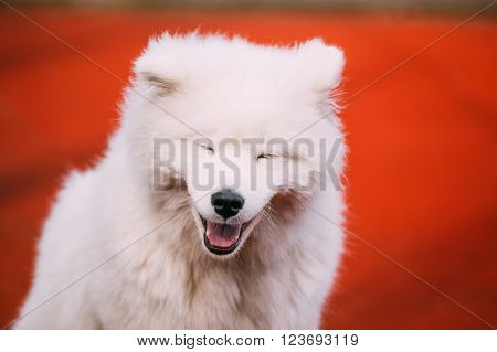 Close Up Of Happy Smiling Young White Samoyed Dog.