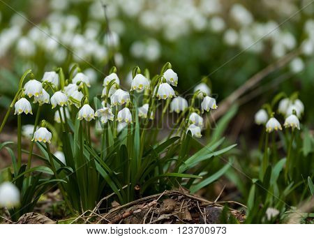 Early Spring Snowflake Flowers
