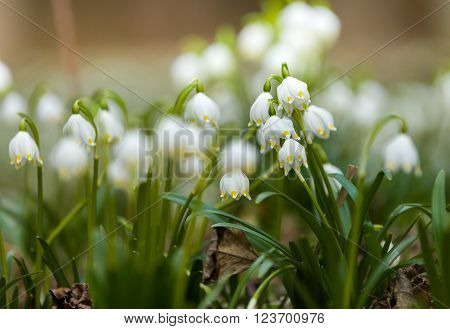 Early Spring Snowflake Flowers